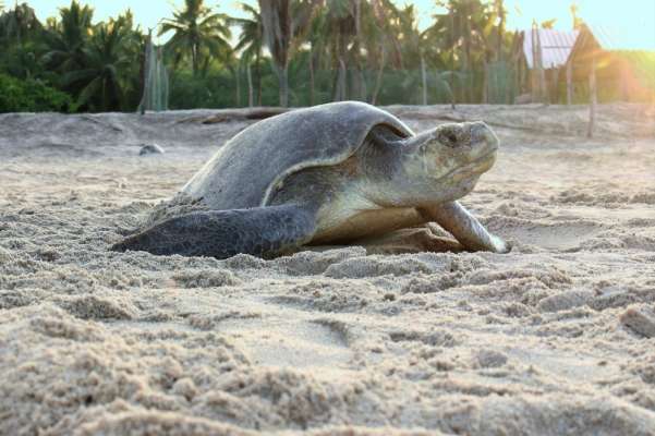 Miles de tortugas llegan a las costas michoacanas - Foto 2 
