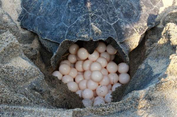 Miles de tortugas llegan a las costas michoacanas - Foto 3 