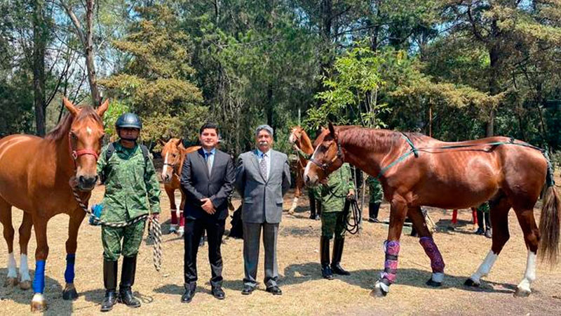 Certificarán la pureza de la raza equina Santa Gertrudis, propiedad del Ejército Mexicano 