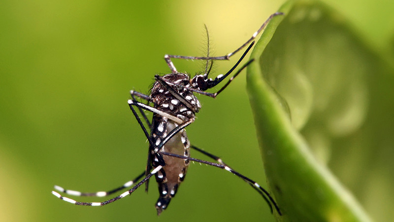 Salud Michoacán ha realizado casi medio millón de acciones contra el dengue