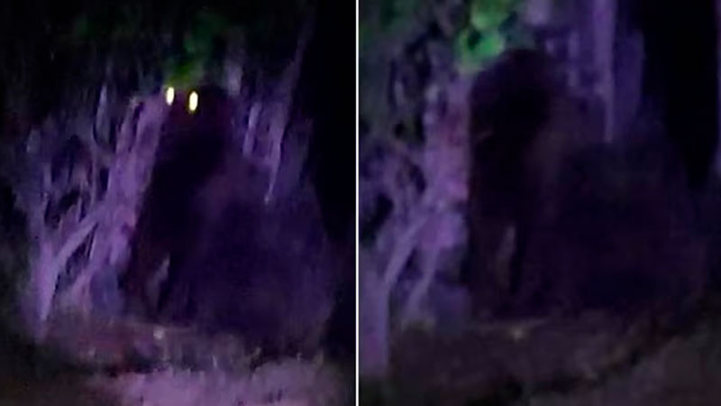 Gorila suelto causa alerta en Villa de Tezontepec, Hidalgo 