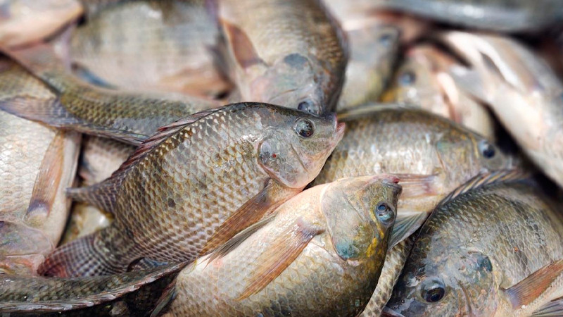 Compesca impulsa acuacultura con crías de tilapia a precio preferencial