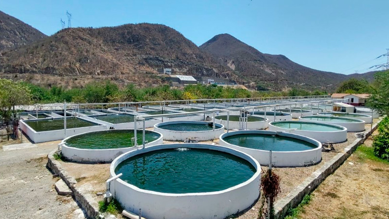 Compesca impulsa acuacultura con crías de tilapia a precio preferencial
