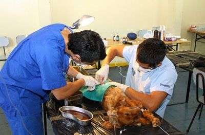 Más de un centenar de esterilizaciones de canes y gatos en los últimos dos meses en Apatzingán y Nueva Italia 