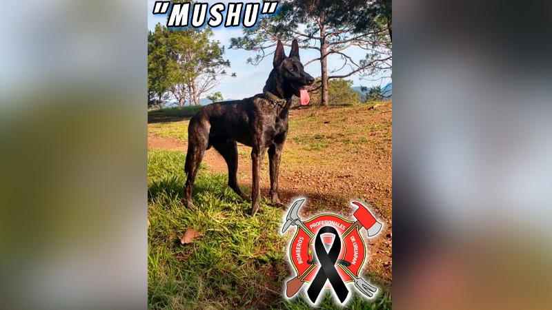 En Uruapan localizan envenenado a Mushu, perro bombero 
