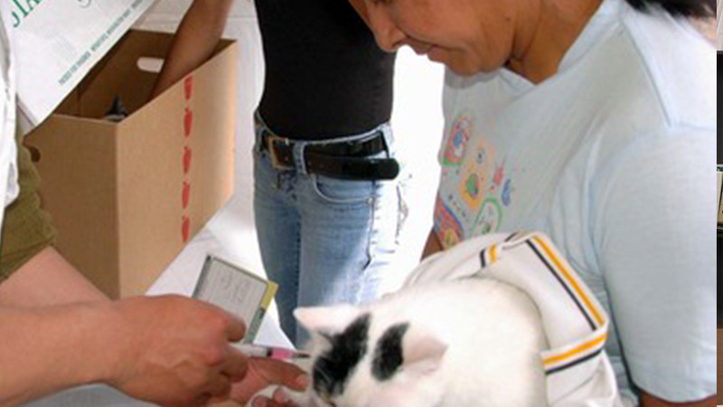Anuncia Salud Michoacán campaña de vacunación antirrábica canina y felina en Uruapan 