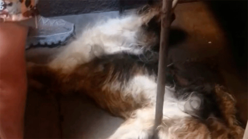 Duermen a perrito que tenía cadera rota a consecuencia de los golpes que sufría 