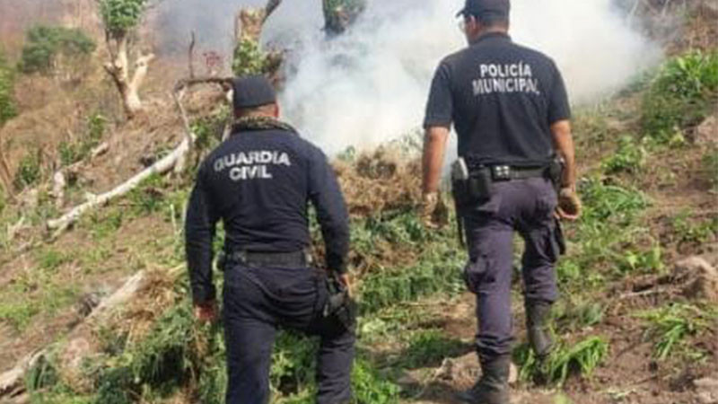 En Madero, Guardia Civil asegura 14 mil plantas de marihuana 