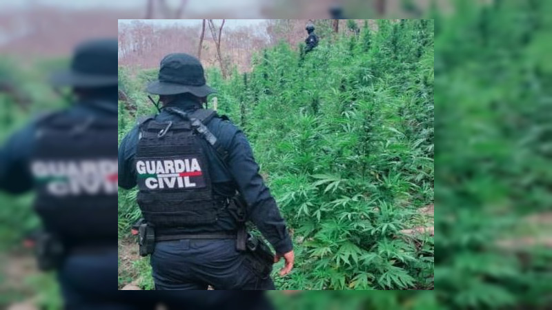 En Madero, Guardia Civil asegura 14 mil plantas de marihuana 