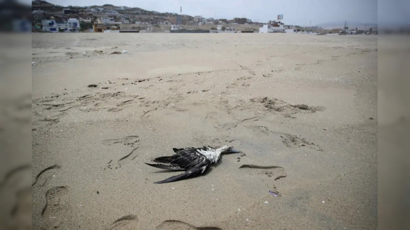 Reportan aves marinas muertas en las costas michoacanas 