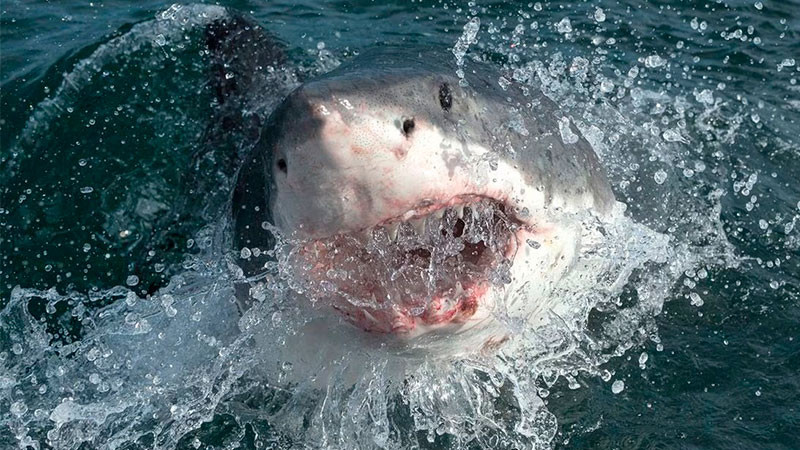 Capturan tiburón que devoró a joven ruso en playas del Mar Rojo en Egipto 