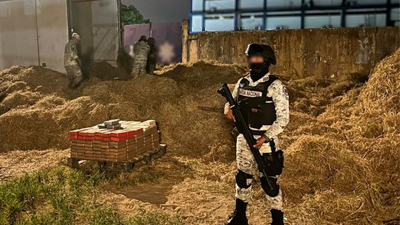 Encuentran 240 paquetes de cocaína ocultos entre paja dentro de tráiler, en Veracruz 