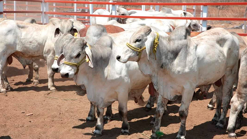 Llama Sader a ganaderos y porcicultores a proteger sus animales ante ola de calor 