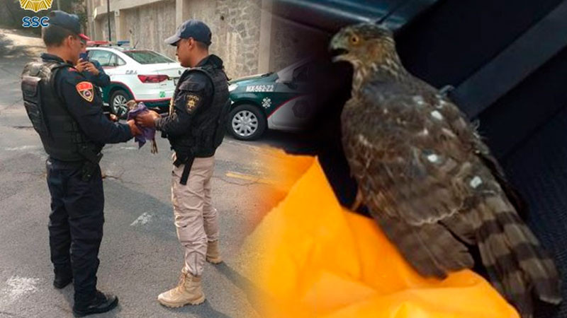 Auxilian y resguardan halcón que se encontraba herido en calles de la CDMX 