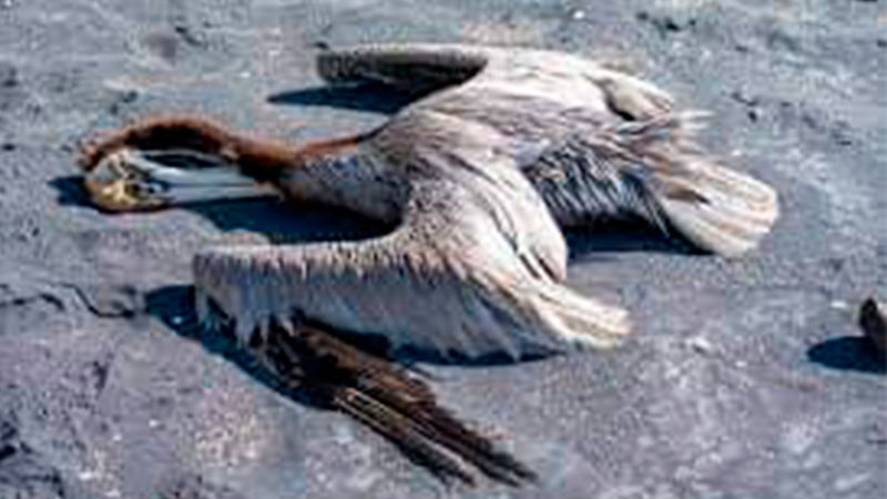 Inicia Gobierno de México operativo para atender alerta por mortandad de aves en el Pacífico mexicano