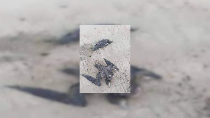 Inicia Gobierno de México operativo para atender alerta por mortandad de aves en el Pacífico mexicano