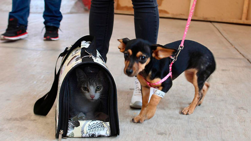 Icatmi brinda espacios para jornada de esterilización canina y felina en Maravatío