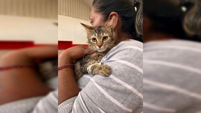 Icatmi brinda espacios para jornada de esterilización canina y felina en Maravatío