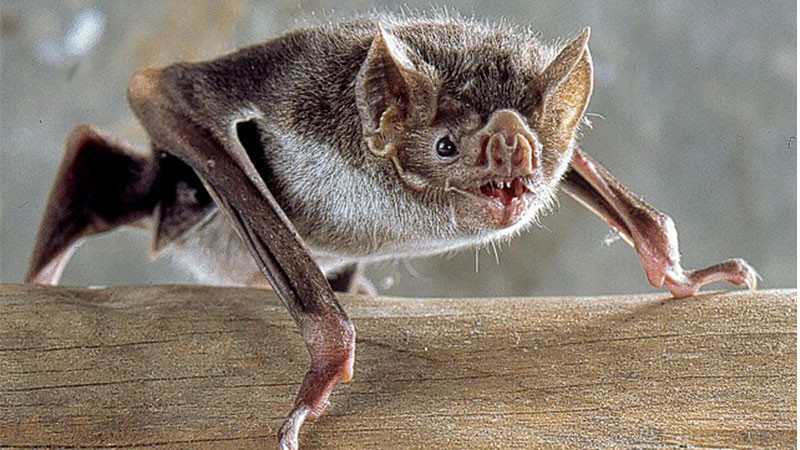 En Tlaxcala, un hombre se contagia de rabia tras ser mordido por un murciélago  
