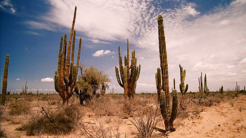 Desierto sonorense destaca entre los más calientes en el mundo 