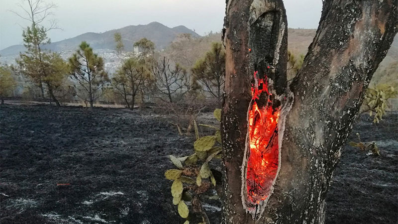 Baja 21% superficie afectada por incendios forestales en Michoacán en 2023: Cofom