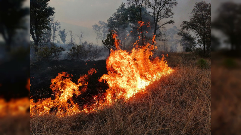 Baja 21% superficie afectada por incendios forestales en Michoacán en 2023: Cofom