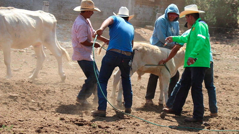 Gobierno de Morelia continúa con vacunación bovina en las Tenencias