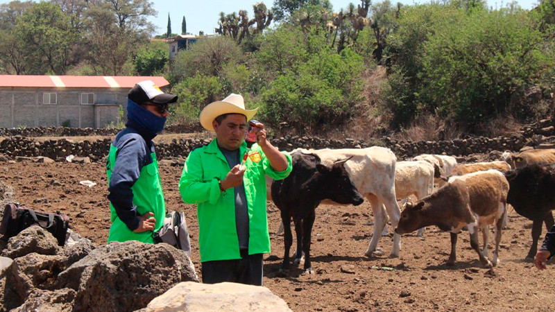 Gobierno de Morelia continúa con vacunación bovina en las Tenencias