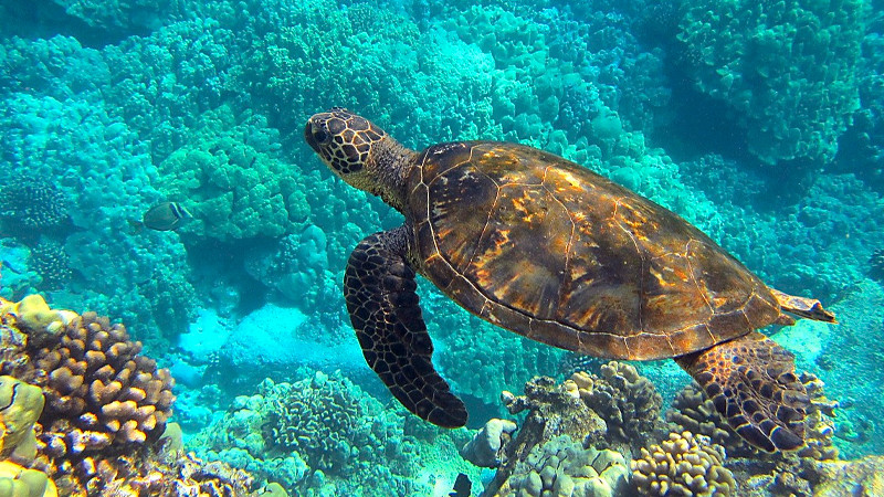 Tras dos años; reabren la Tortugranja, hospital de tortugas marinas en Isla Mujeres 