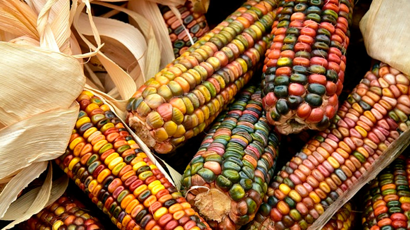 Altas temperaturas ponen en riesgo la cosecha de maíz en el Edomex 