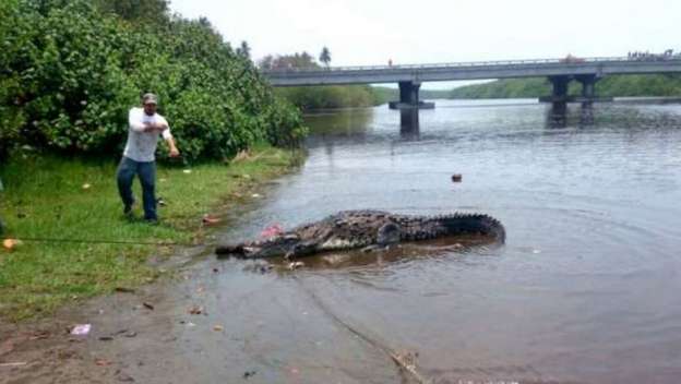 Fotogalería: Termina búsqueda de menor devorado por cocodrilo en estero de Lázaro Cárdenas, Michoacán - Foto 6 