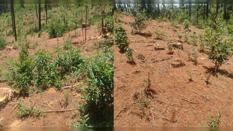 FGE asegura predio talado clandestinamente para siembra de aguacate en Zinapécuaro, Michoacán  