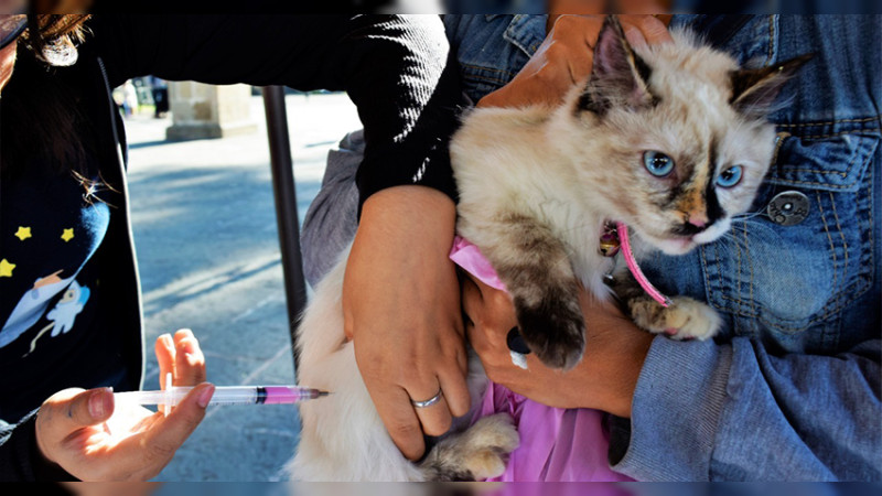 Salud Michoacán ofrece vacunación antirrábica gratuita canina y felina en Centro de Morelia