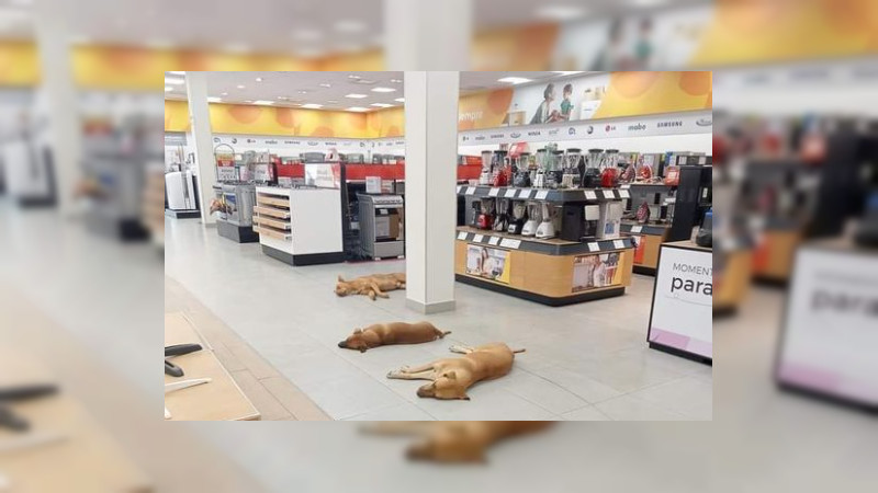 Viral: Salinas Pliego da instrucción que perritos descansen en Elektra por ola de calor 