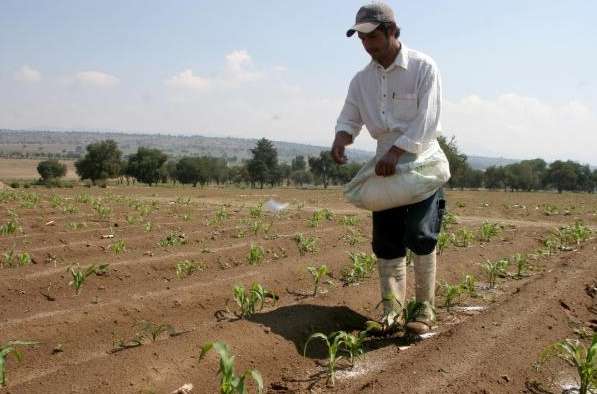 Denuncian que Jesús Luna García, de manera indebida, está incrementando el precio del fertilizante 
