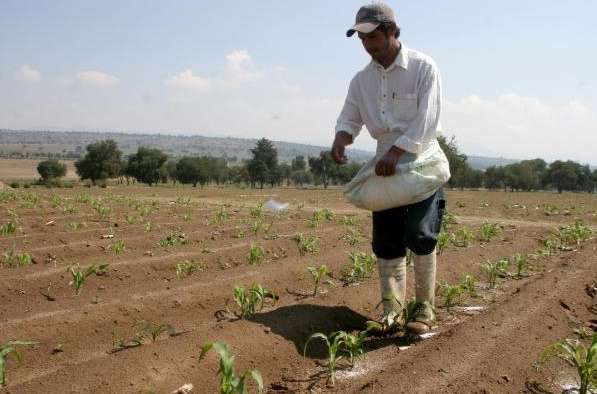 Denuncian que Jesús Luna García, de manera indebida, está incrementando el precio del fertilizante 