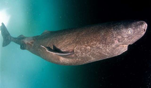 El tiburón de Groenlandia vive al menos 3 siglos, revela estudio científico - Foto 0 