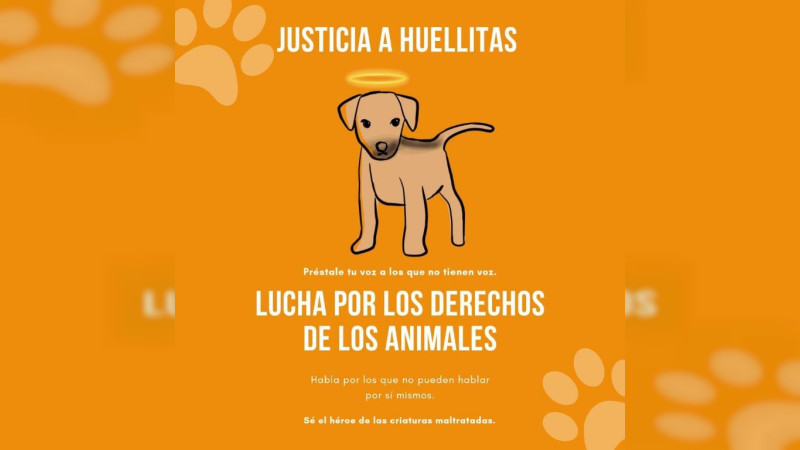 Fiscalía de Puebla investiga caso de “huellitas” y otros casos de maltrato animal 
