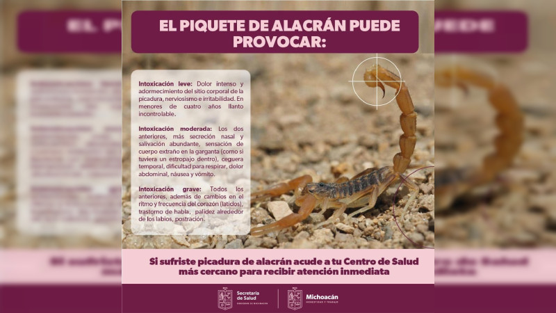 En lo que va del año, 5 mil 378 picaduras de alacrán en Michoacán: SSM 