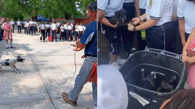 En Oaxaca, maestro arrastra a perrita y tira a sus cachorros a la basura frente a estudiantes de secundaria 