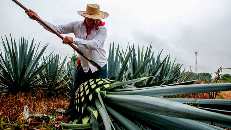 Destaca México por esquema de conservación, manejo y comercialización de agaváceas: Agricultura 