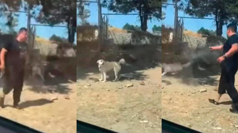 Denuncian en redes asesinato de un perro a balazos en Tlaxcala; excandidato del PVEM sería responsable 