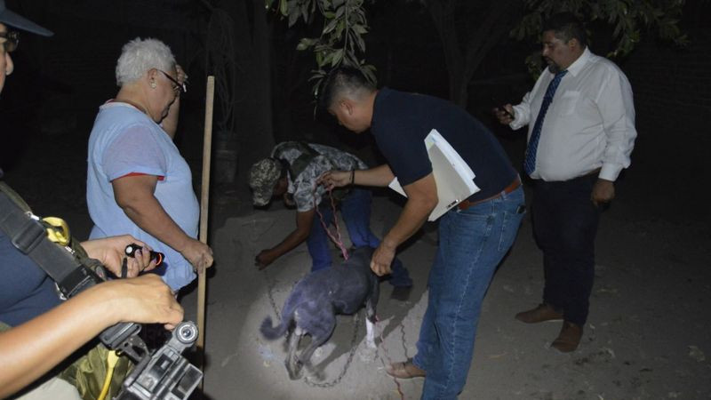 En cateo, rescata Fiscalía a “lomito”, víctima de maltrato en Apatzingán