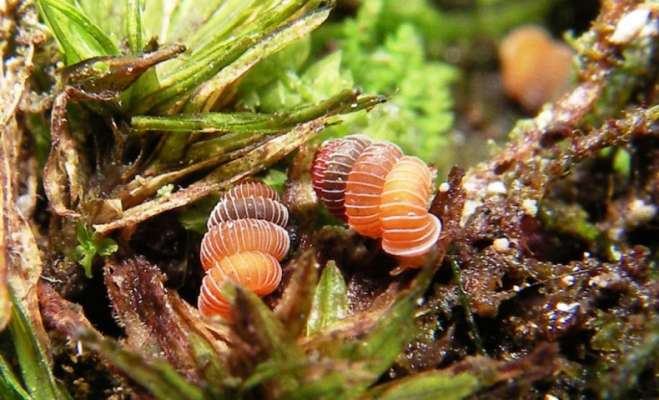¿Por qué debe importarnos que los caracoles estén desapareciendo? - Foto 0 