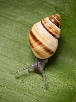 ¿Por qué debe importarnos que los caracoles estén desapareciendo? - Foto 1 