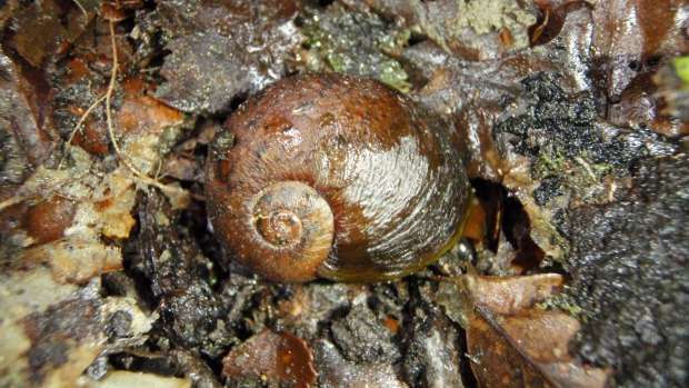 ¿Por qué debe importarnos que los caracoles estén desapareciendo? - Foto 3 