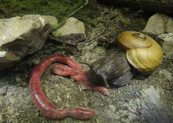 ¿Por qué debe importarnos que los caracoles estén desapareciendo? - Foto 4 
