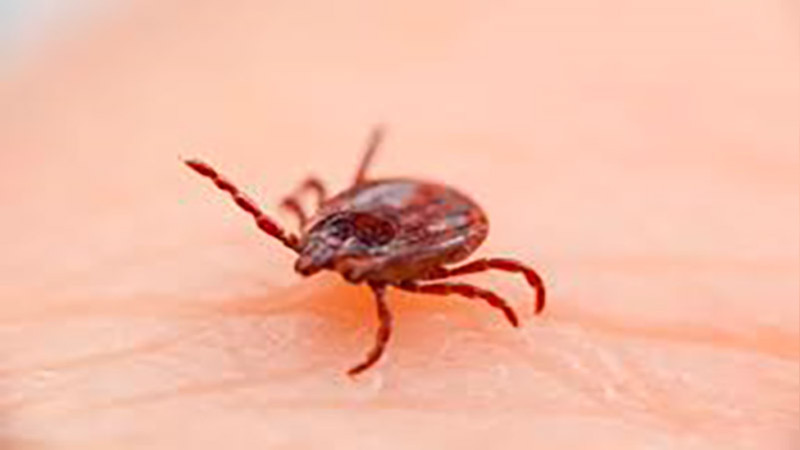 Baja California Sur en alerta tras fallecimiento de persona por rickettsia 