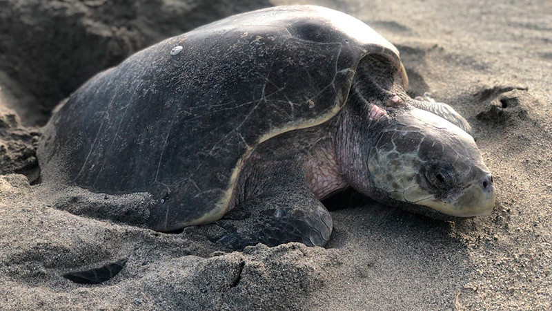 En Campeche, reportan hasta 30 tortugas muertas por atropellamiento 
