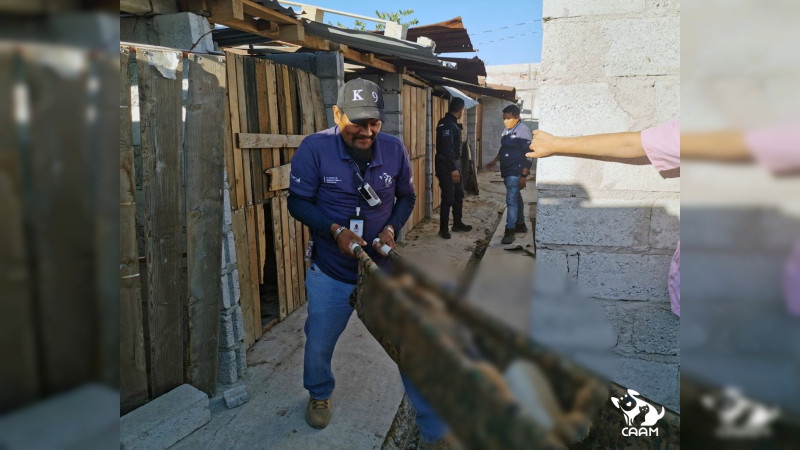 En Querétaro, rescatan supuesta escuela de adiestramiento a 20 perros maltratados 